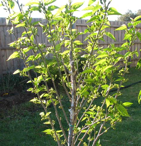 varieties of dwarf mulberry trees.